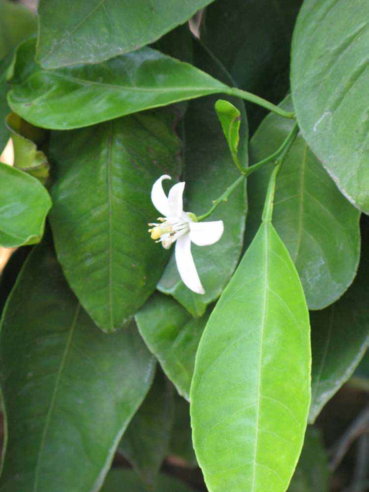              Flower (Riverside, CA)       